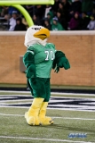 Denton, TX - November 18: North Texas mascot Scrappy the Eagle during the game between the North Texas Mean Green and Army West Point Black Knights (Photo by Mark Woods/DFWsportsonline)